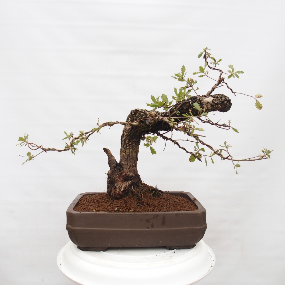 Yamadori - Quercus Ilex -Dub cesmínovitý