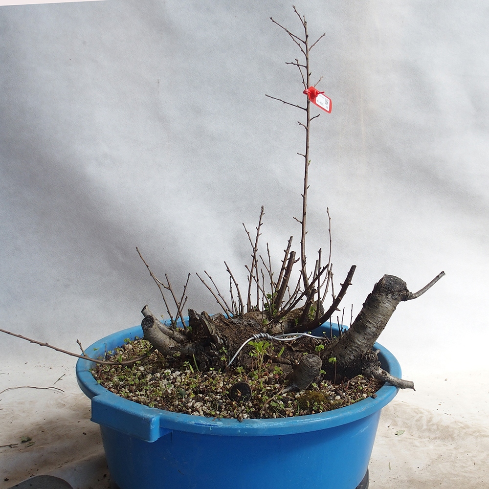 Venkovní bonsai -Mahalebka - Prunus mahaleb