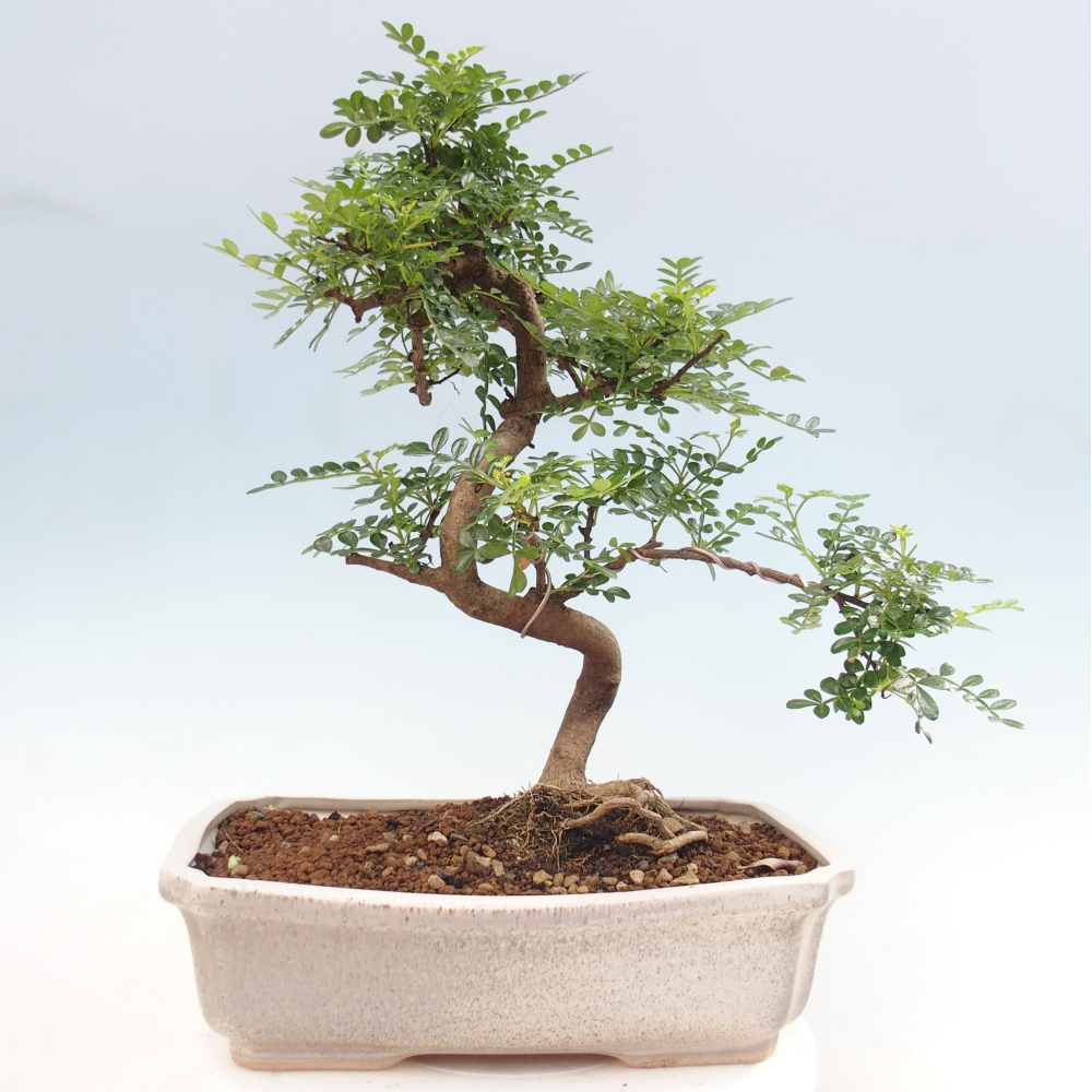 Pokojová bonsai - Zantoxylum piperitum - pepřovník
