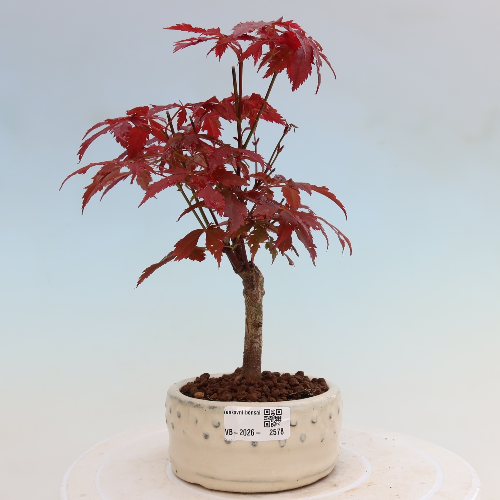 Venkovní bonsai - Acer palm. Atropurpureum-Javor dlanitolistý
