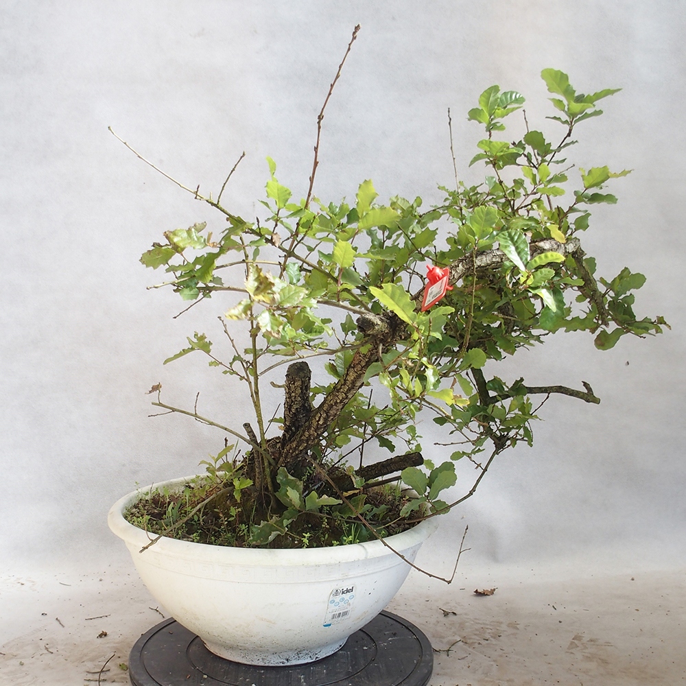 Venkovní bonsai Quercus Cerris - Dub Cer