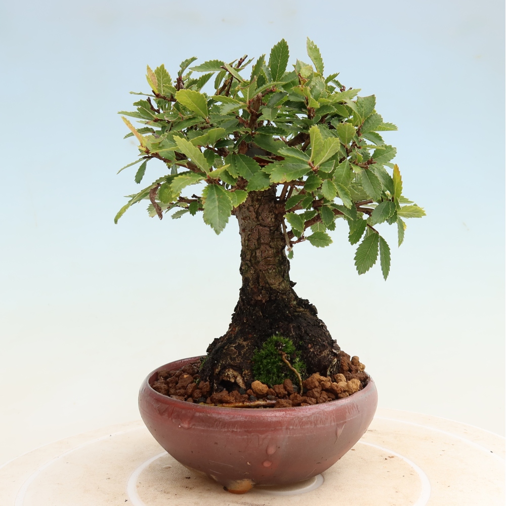 Venkovní bonsai - Zelkova - Zelkova NIRE
