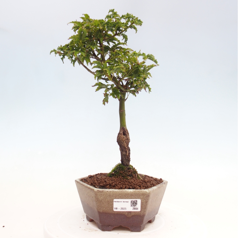 Venkovní bonsai -Javor dlanitolistý Acer palmatum Shishigashira