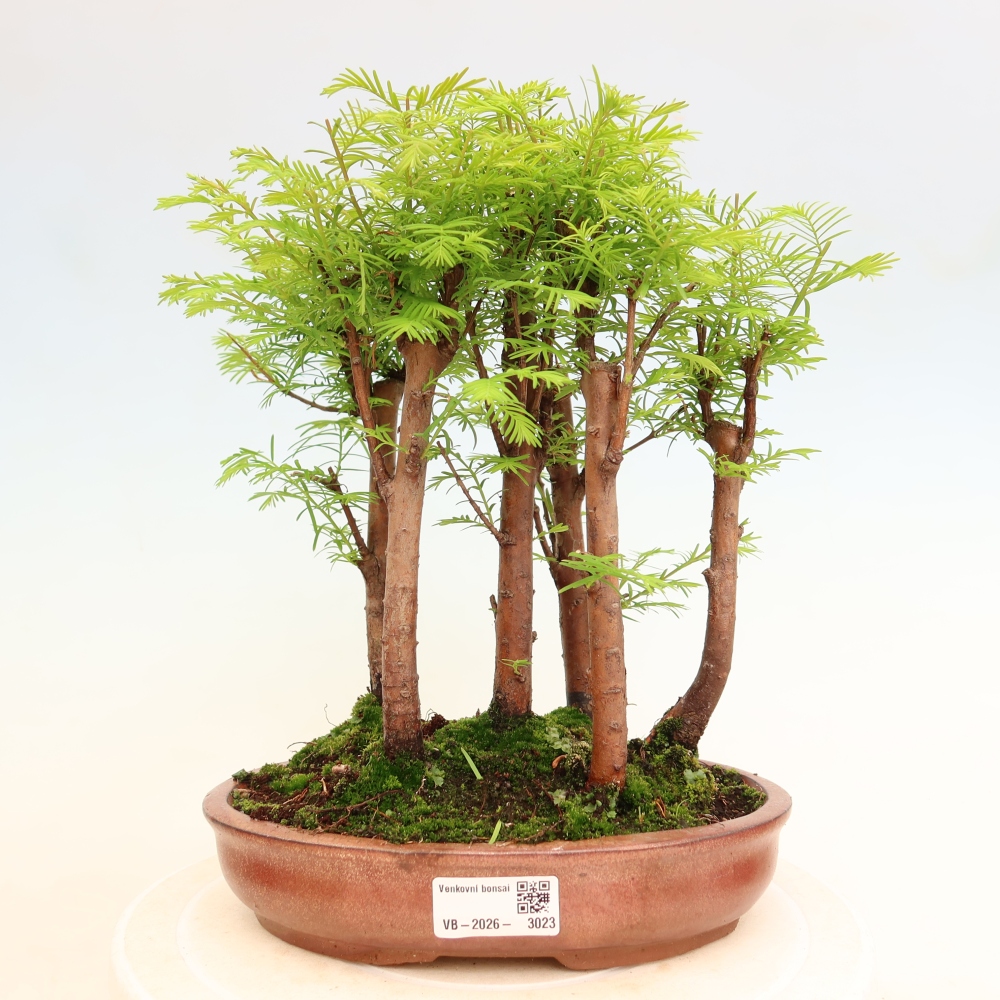 Venkovní bonsai - Metasequoia glyptostroboides - Metasekvoje čínská - lesík