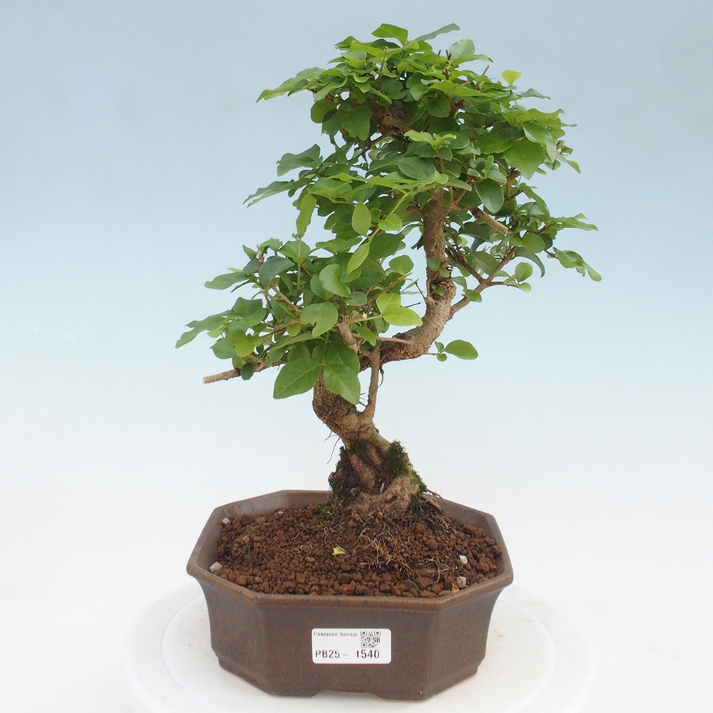 Pokojová bonsai -Ligustrum chinensis - Ptačí zob
