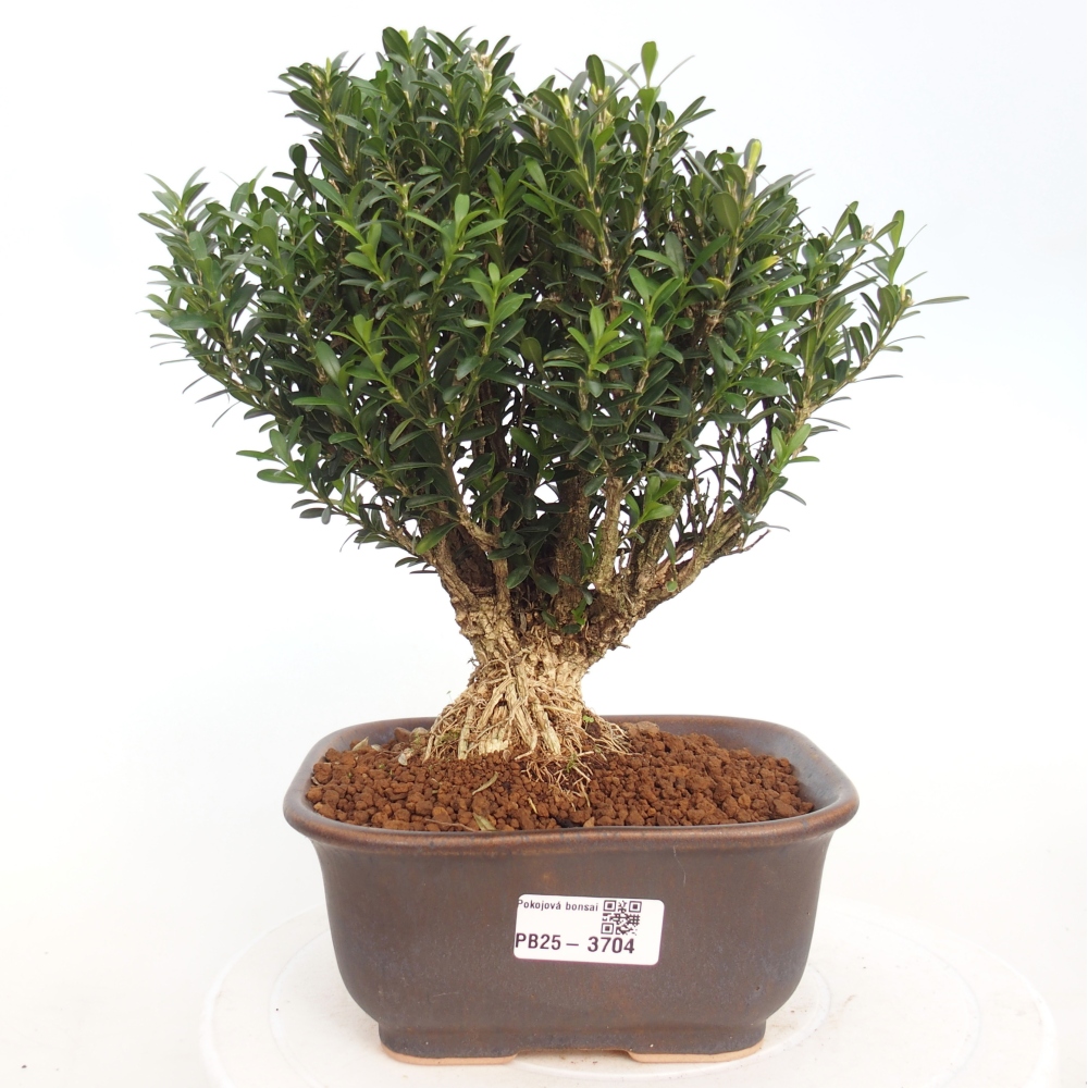 Pokojová bonsai - Buxus harlandii - korkový buxus