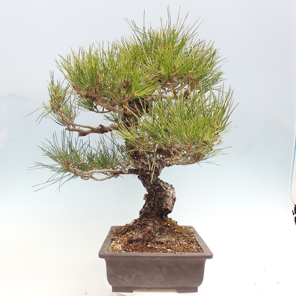 Venkovní bonsai - Pinus thunbergii - Borovice thunbergova
