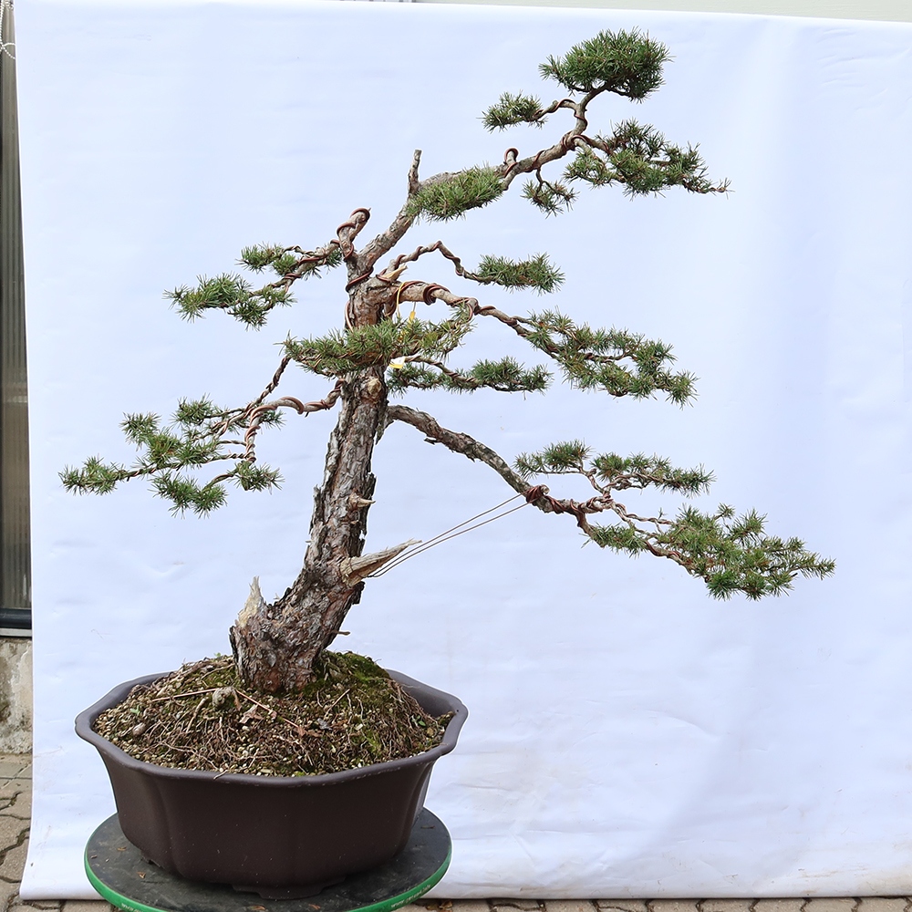 Pinus sylvestris Španělsko - borovice lesní