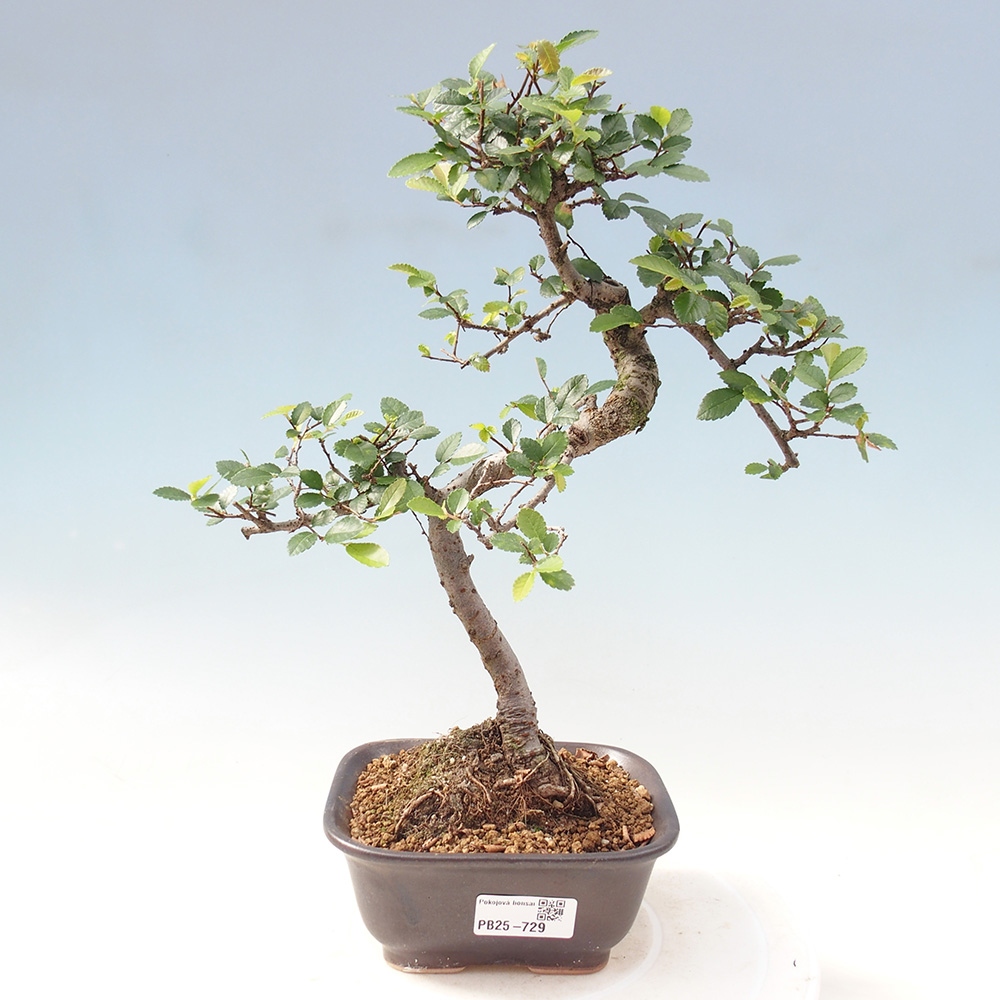 Pokojová bonsai-Malolistý jilm 