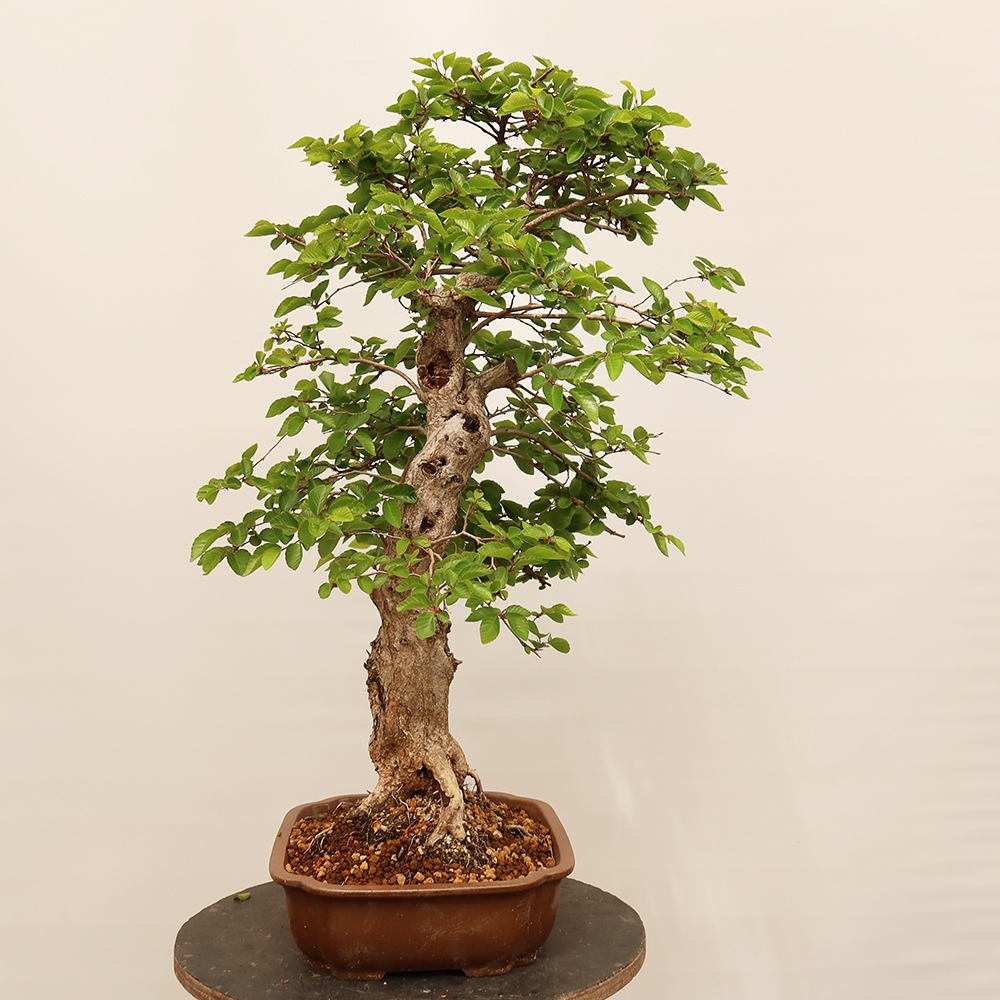 Venkovní bonsai -Carpinus Coreana - Habr korejský