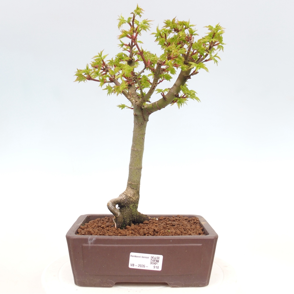 Venkovní bonsai -Javor dlanitolistý Acer palmatum Shishigashira