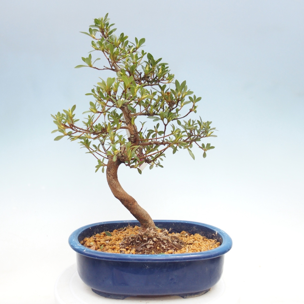 Venkovní bonsai - Japonská azalka - Azalea MURASAKI