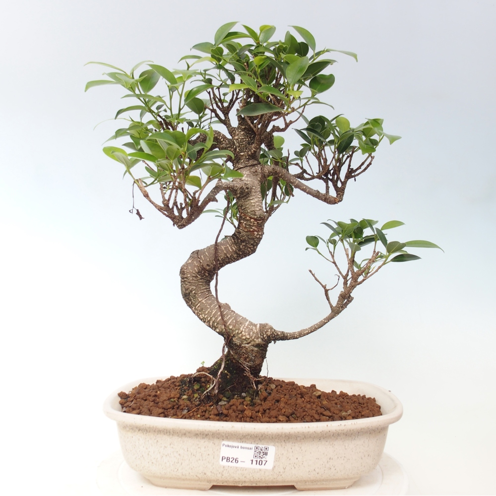 Pokojová bonsai - Ficus kimmen -  malolistý fíkus