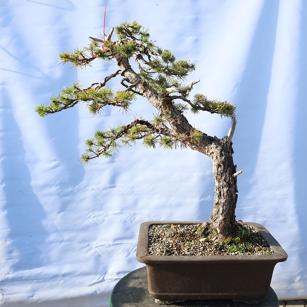 Pinus sylvestris Španělsko - borovice lesní