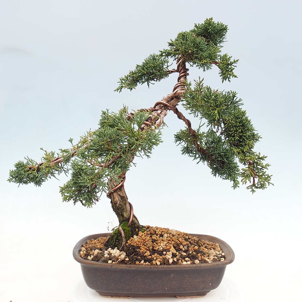 Venkovní bonsai - Juniperus chinensis Kishu -Jalovec čínský