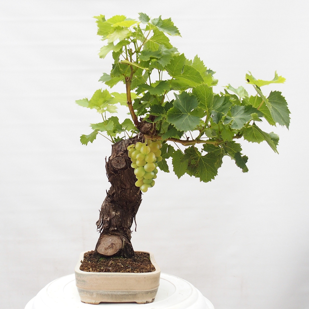 Venkovní bonsai - Vitis vinnifera MUSKAT ITALIA  - Vinná réva