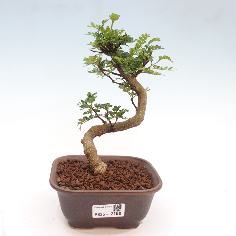 Pokojová bonsai -Ligustrum chinensis - Ptačí zob