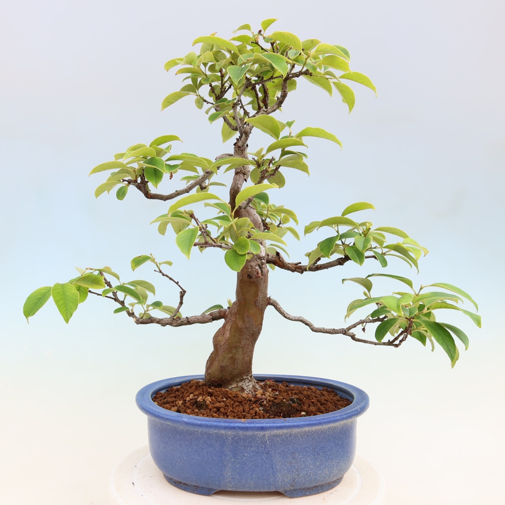 Venkovní  bonsai -  Pseudocydonia sinensis - Kdouloň čínská