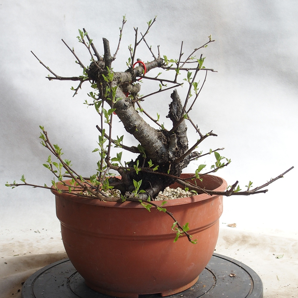 Venkovní bonsai -Mahalebka - Prunus mahaleb