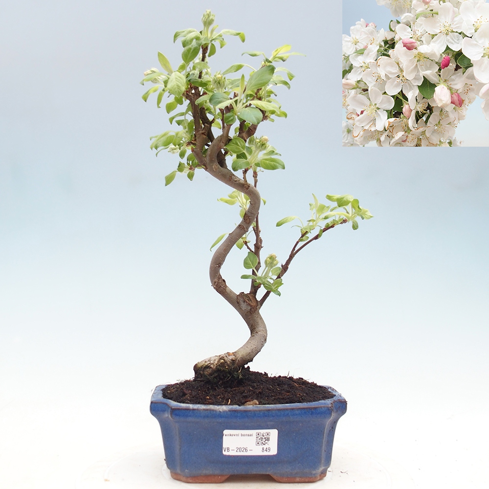 Venkovní bonsai -Malus halliana - Maloplodá jabloň