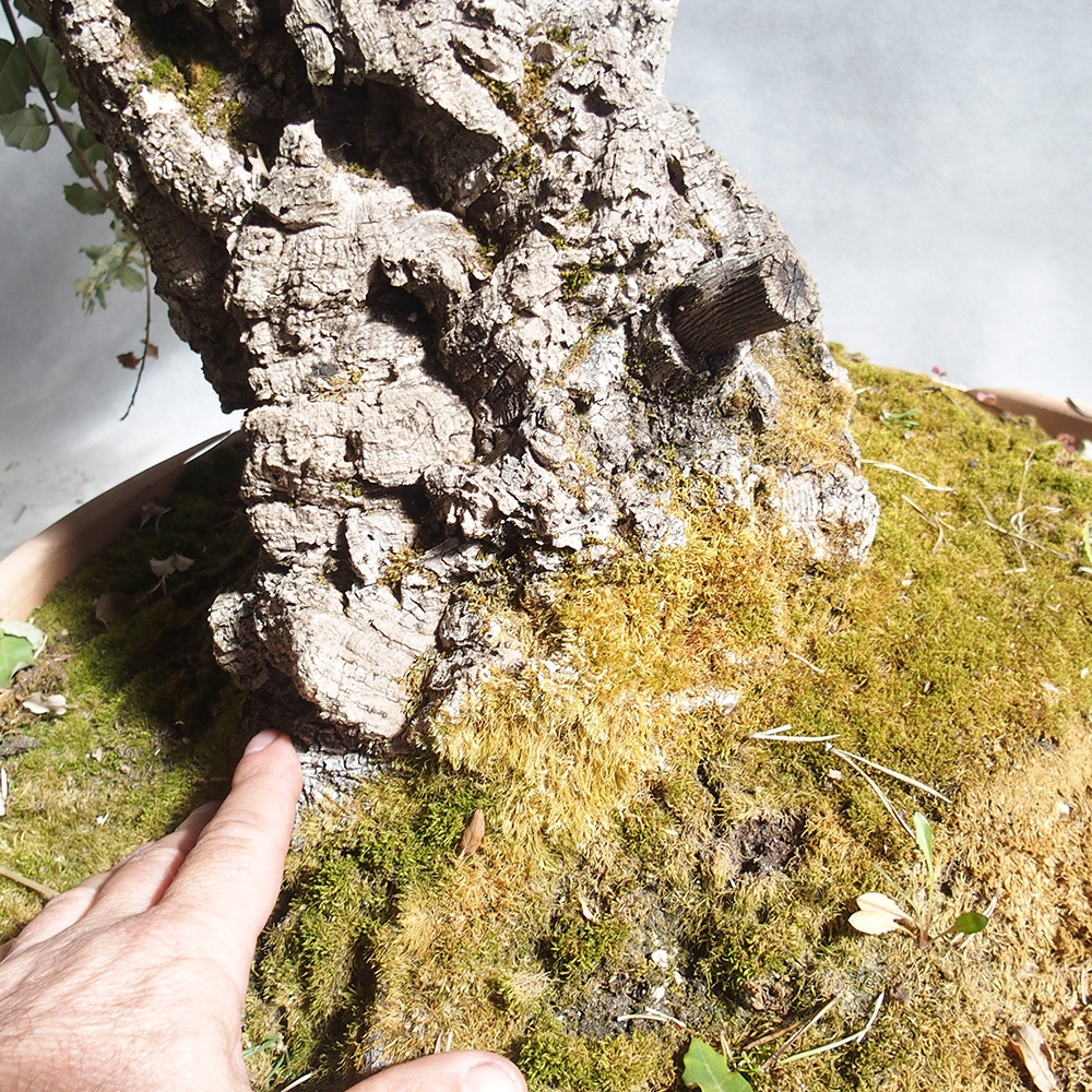 venkovní bonsai Quercus suber - Korkový dub