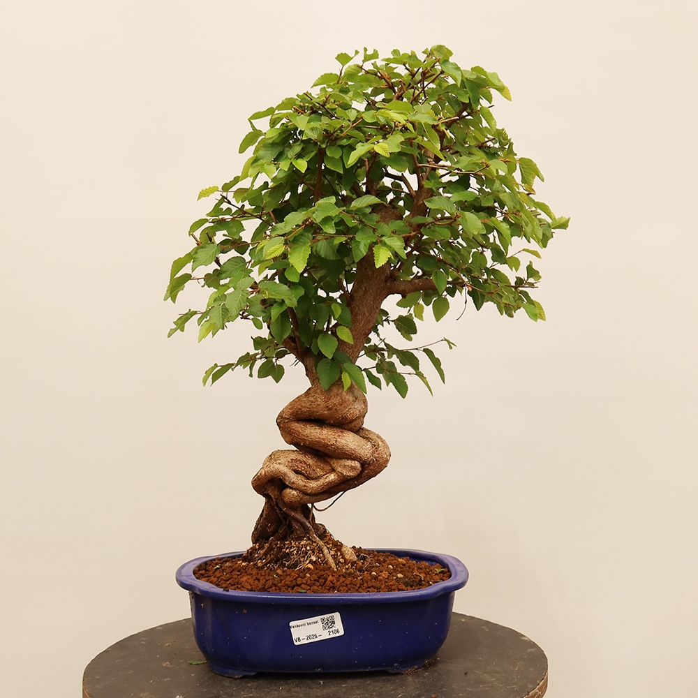 Venkovní bonsai -Carpinus Coreana - Habr korejský