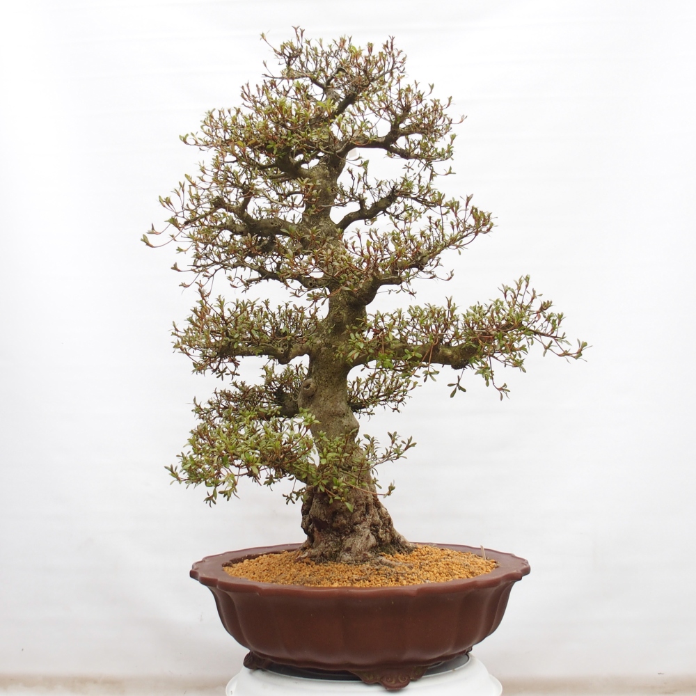 Venkovní bonsai - Japonská azalka - Azalea Kinu-no-Hikari