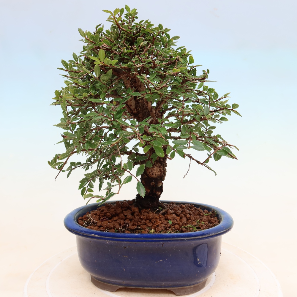 Venkovní bonsai - Zelkova - Zelkova NIRE
