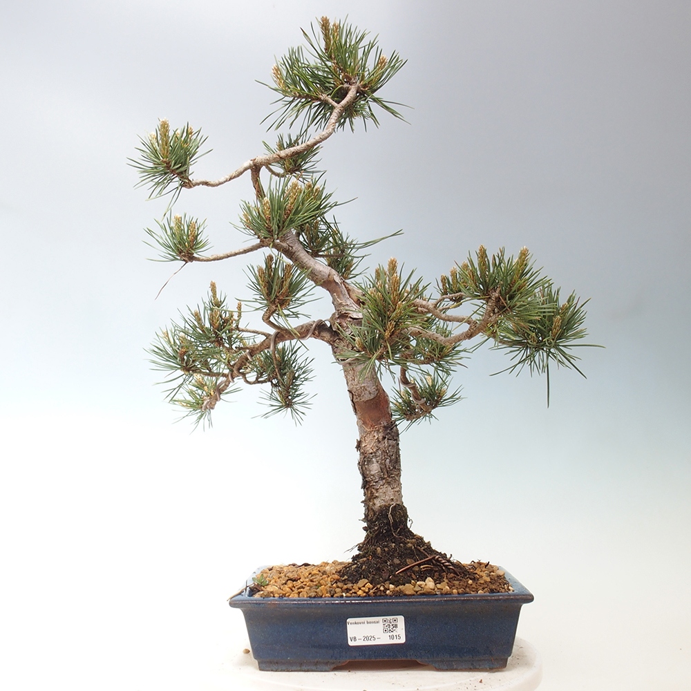 Venkovní bonsai - Pinus Sylvestris Watererri - Borovice lesní