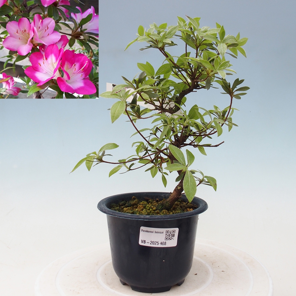 Venkovní bonsai - Japonská azalka - Azalea Reiko