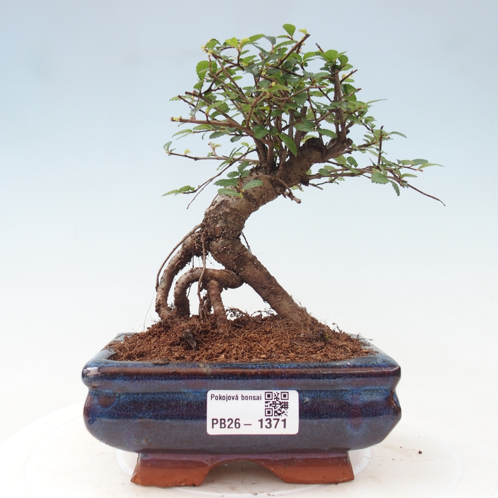 Pokojová bonsai - Ulmus parvifolia - Malolistý jilm