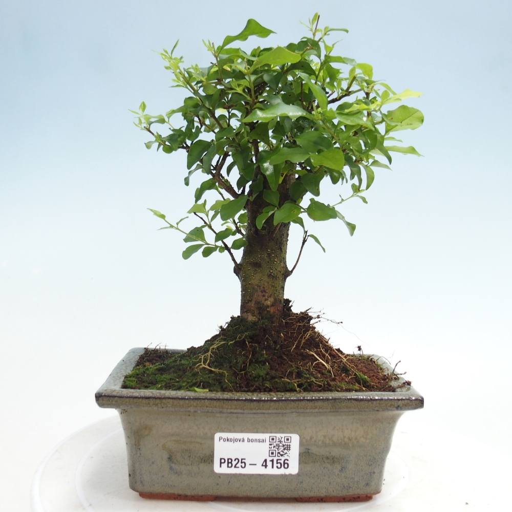 Pokojová bonsai -Ligustrum chinensis - Ptačí zob