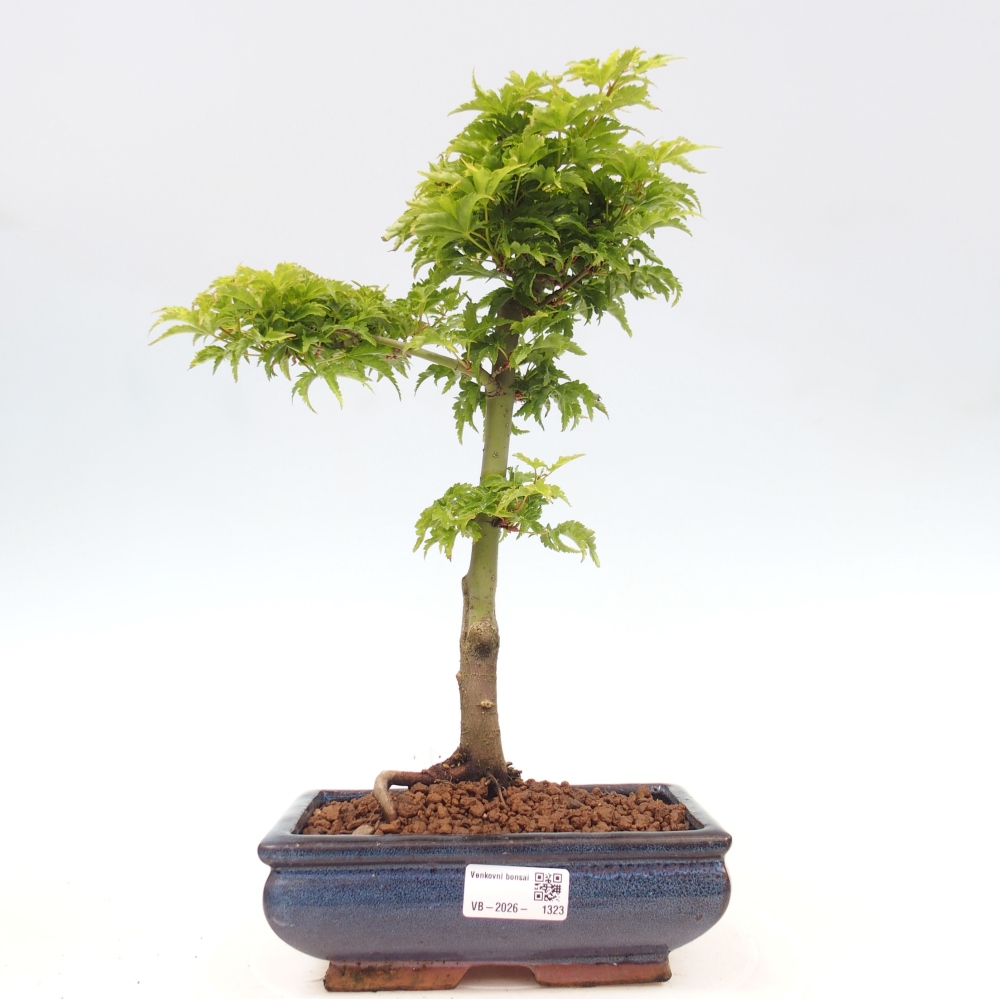 Venkovní bonsai -Javor dlanitolistý Acer palmatum Shishigashira
