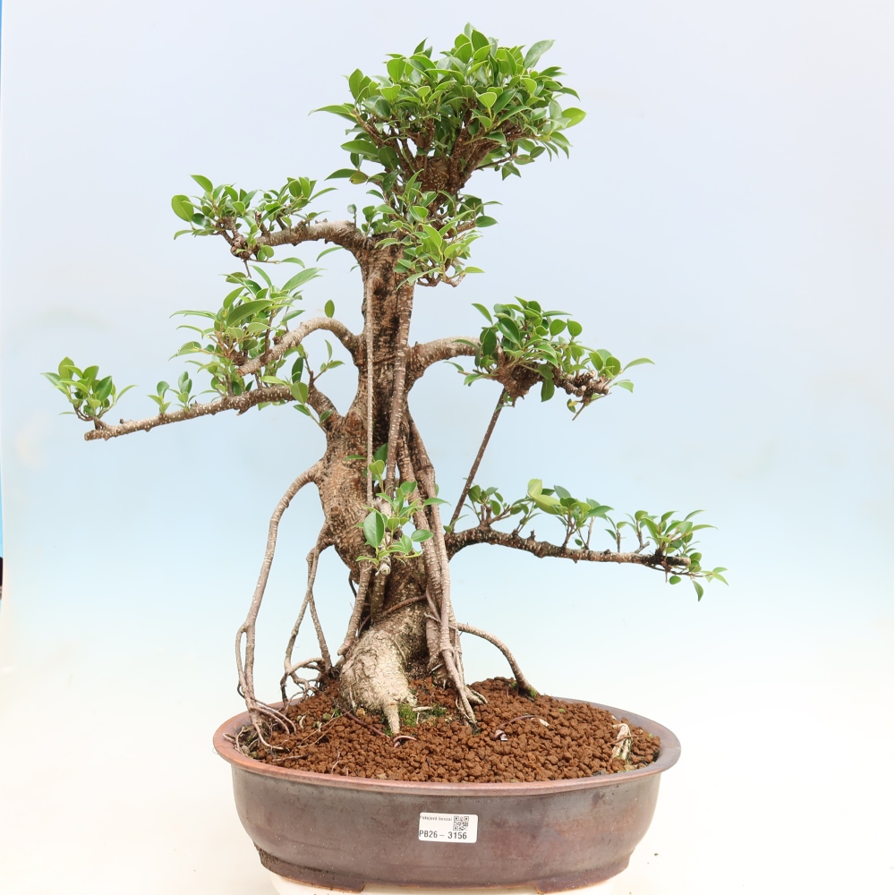 Pokojová bonsai - Ficus kimmen -  malolistý fíkus