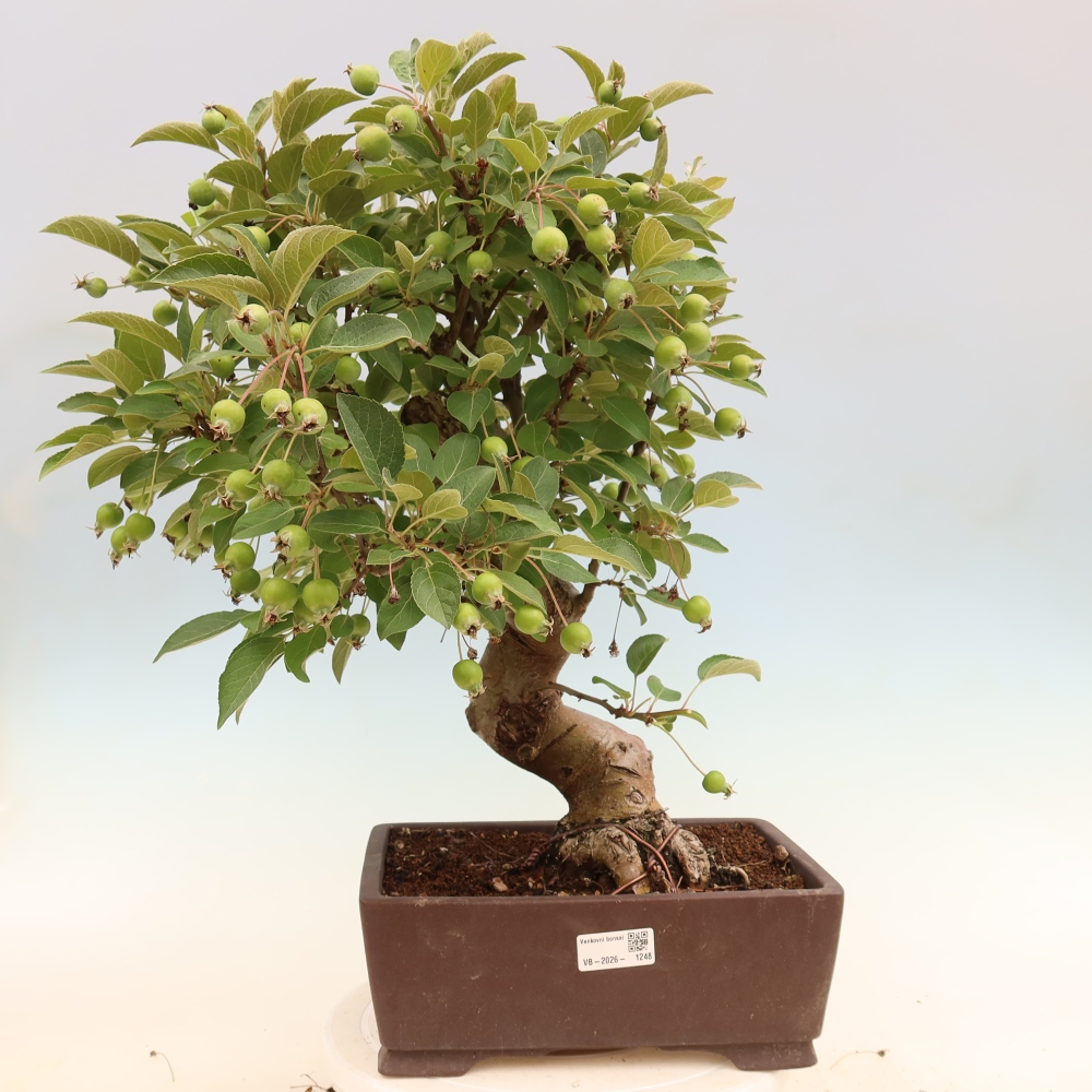 Venkovní bonsai -Malus halliana - Maloplodá jabloň