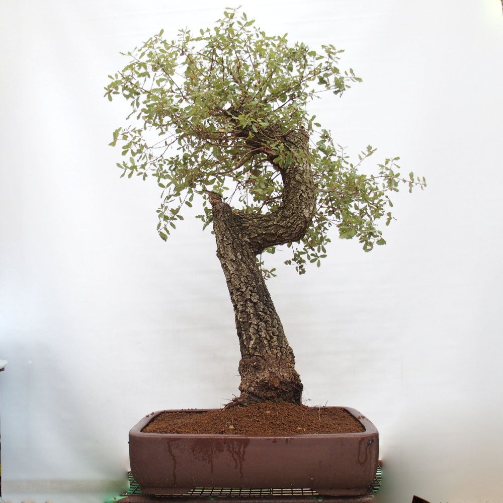 Yamadori - Quercus Ilex -Dub cesmínovitý