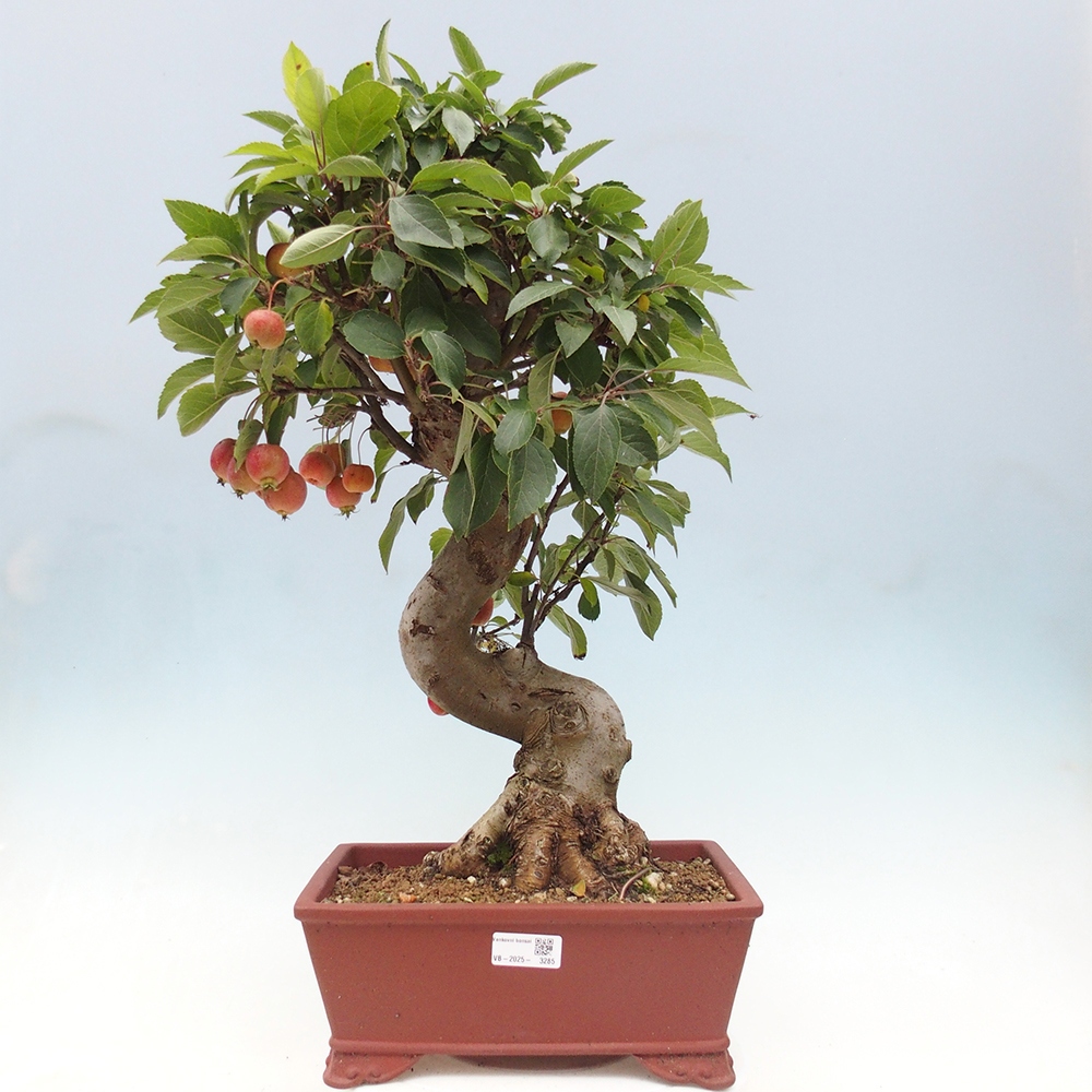 Venkovní bonsai -Malus halliana - Maloplodá jabloň