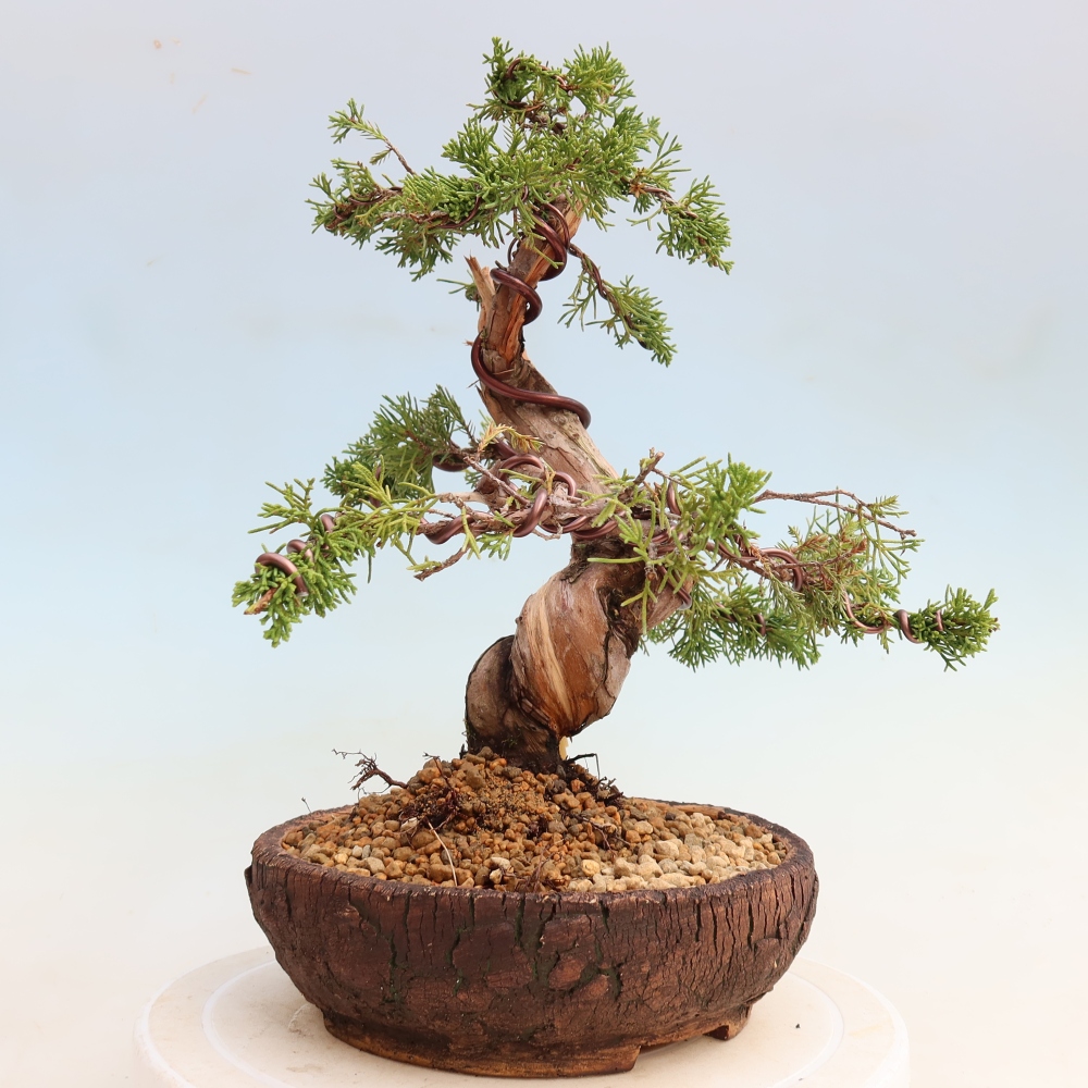 Venkovní bonsai - Juniperus chinensis Itoigawa-Jalovec čínský