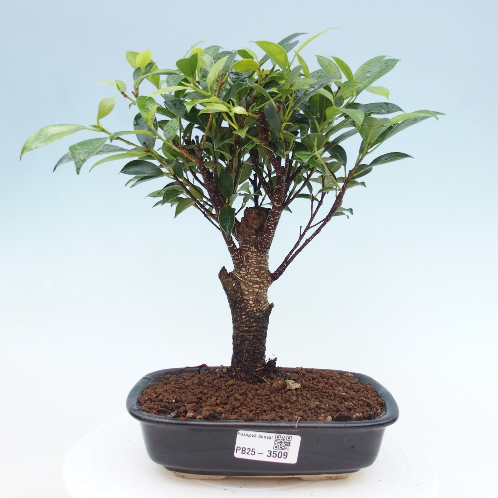 Pokojová bonsai - Ficus retusa -  malolistý fíkus