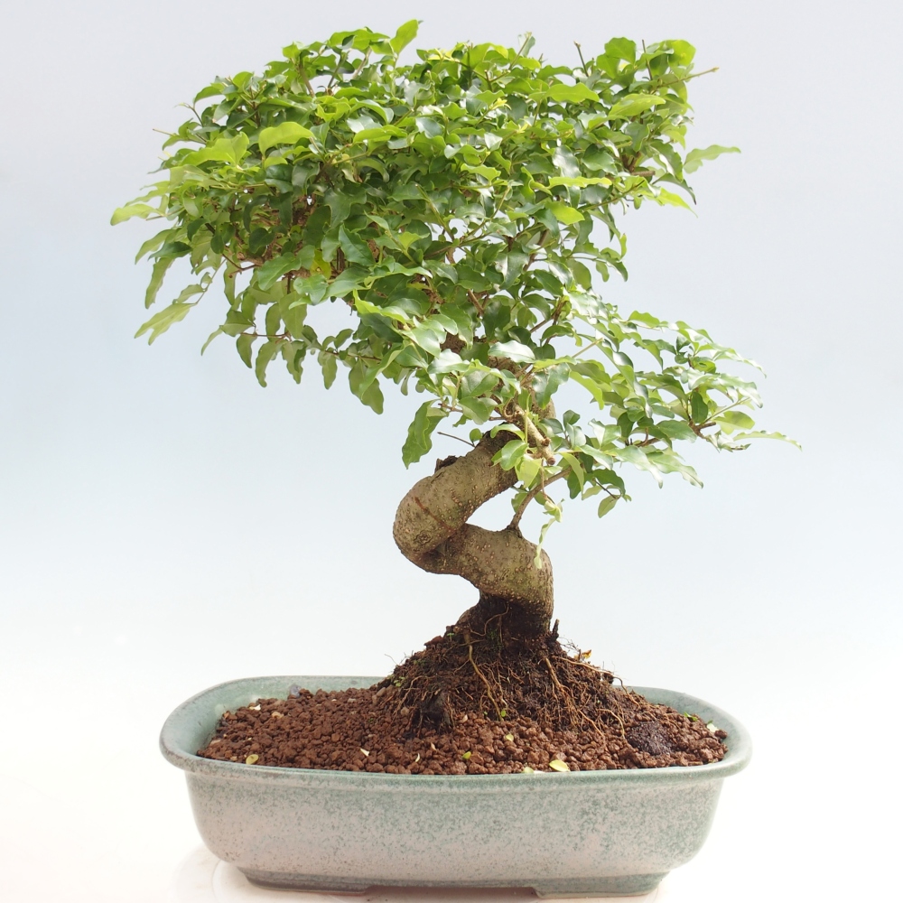 Pokojová bonsai -Ligustrum chinensis - Ptačí zob