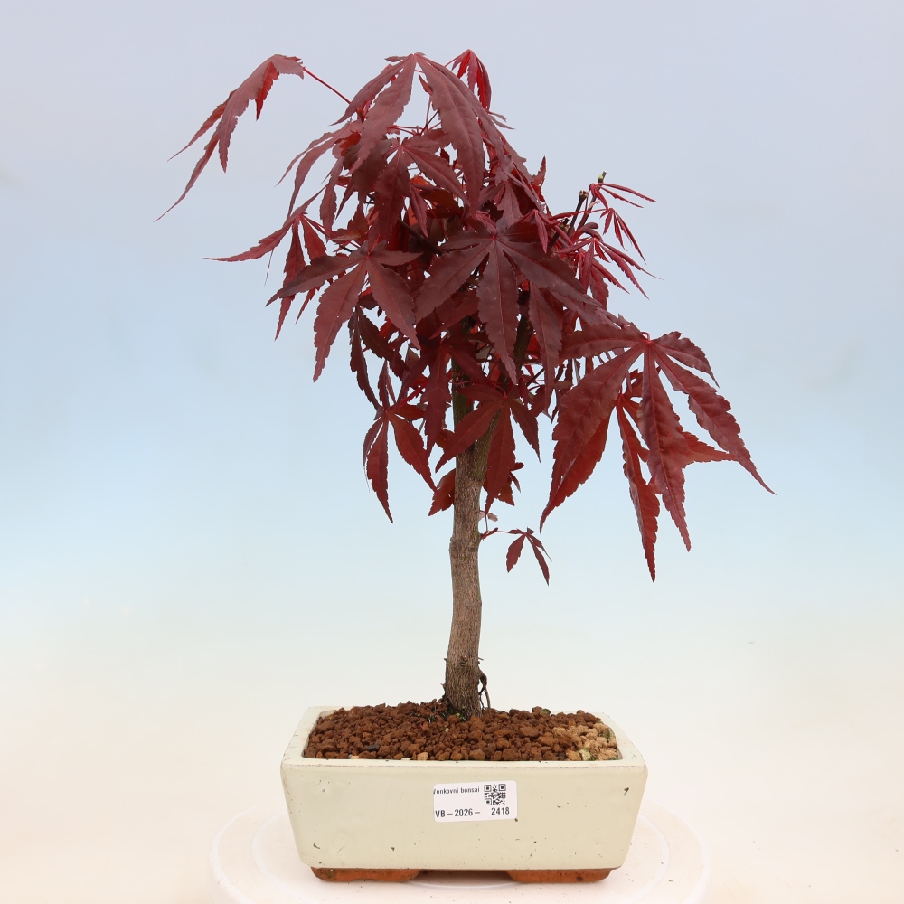 Venkovní bonsai - Acer palm. Atropurpureum-Javor dlanitolistý