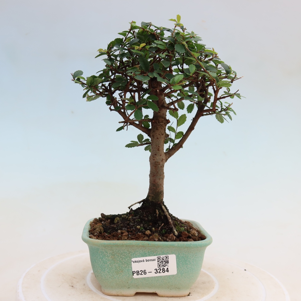 Pokojová bonsai - Ulmus parvifolia - Malolistý jilm