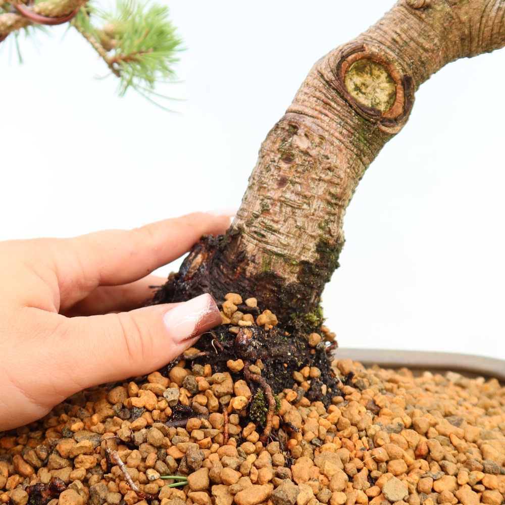 Venkovní bonsai - Pinus mugo Humpy  - Borovice kleč