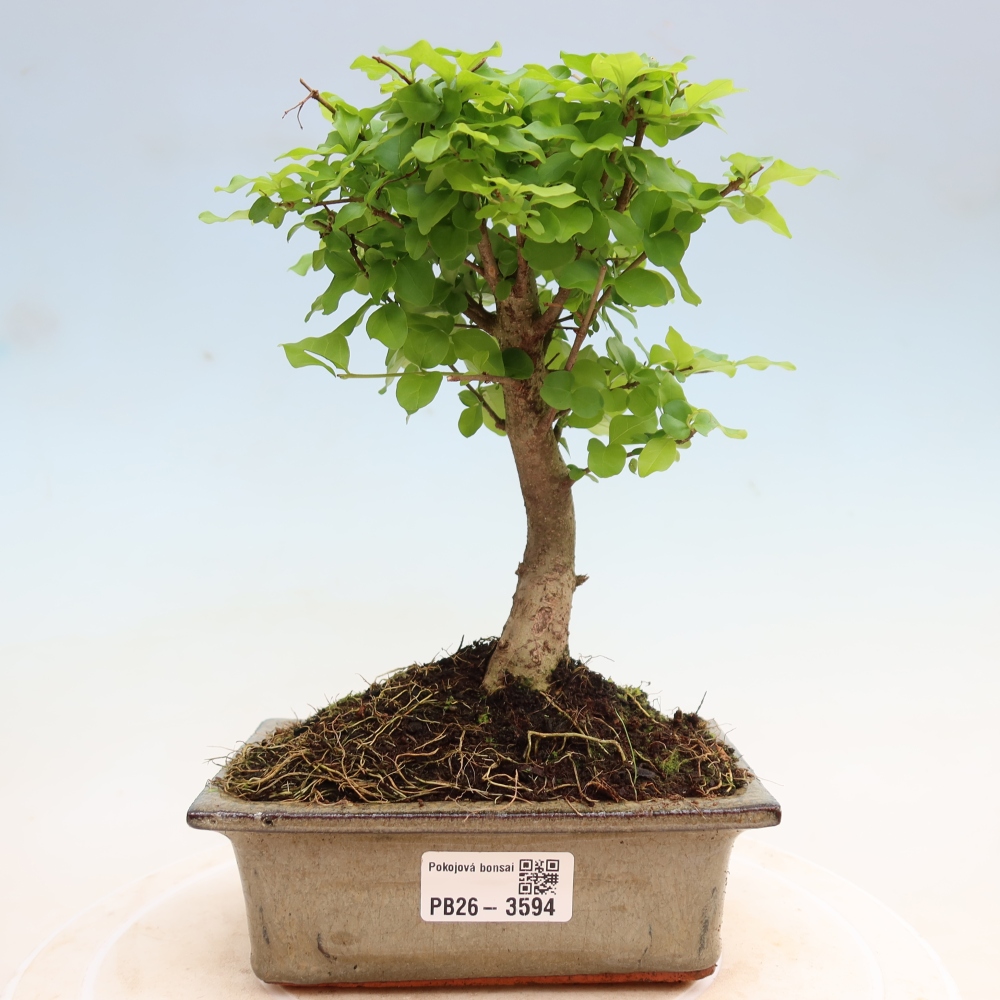 Pokojová bonsai -Ligustrum chinensis - Ptačí zob