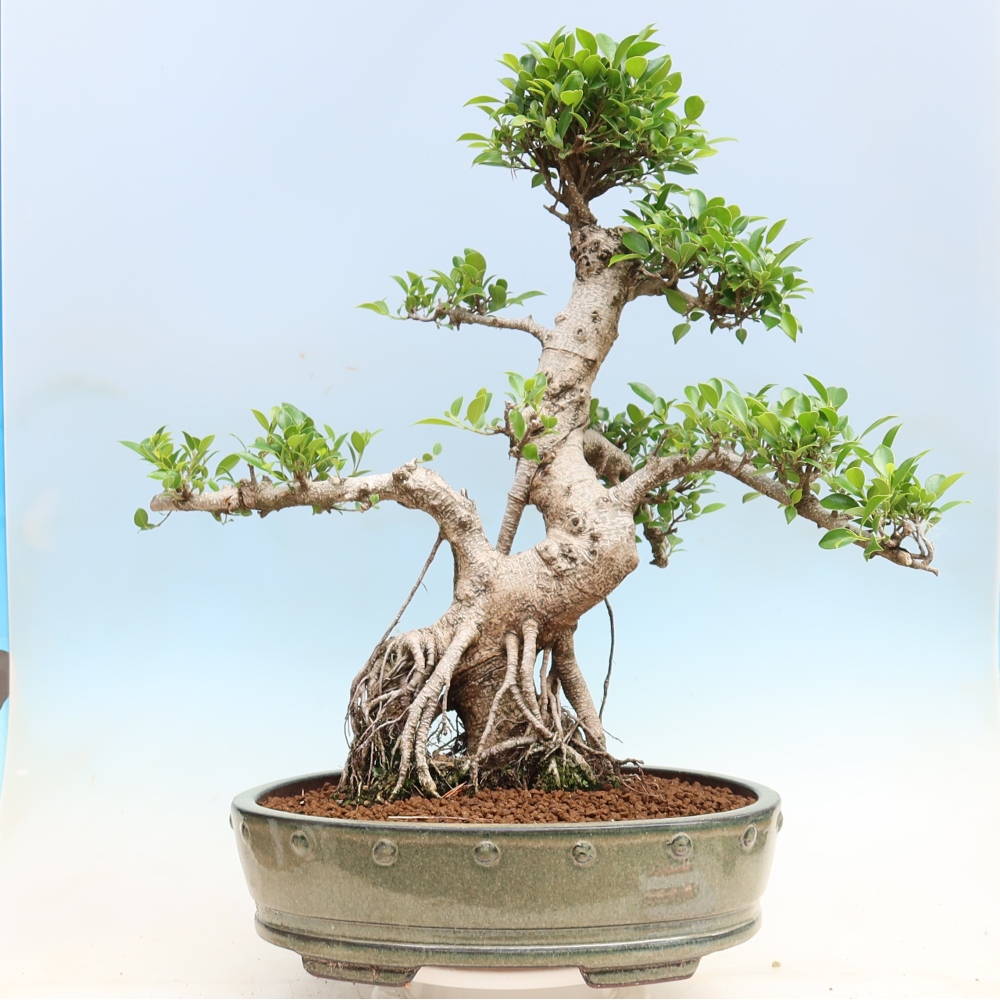 Pokojová bonsai - Ficus kimmen -  malolistý fíkus