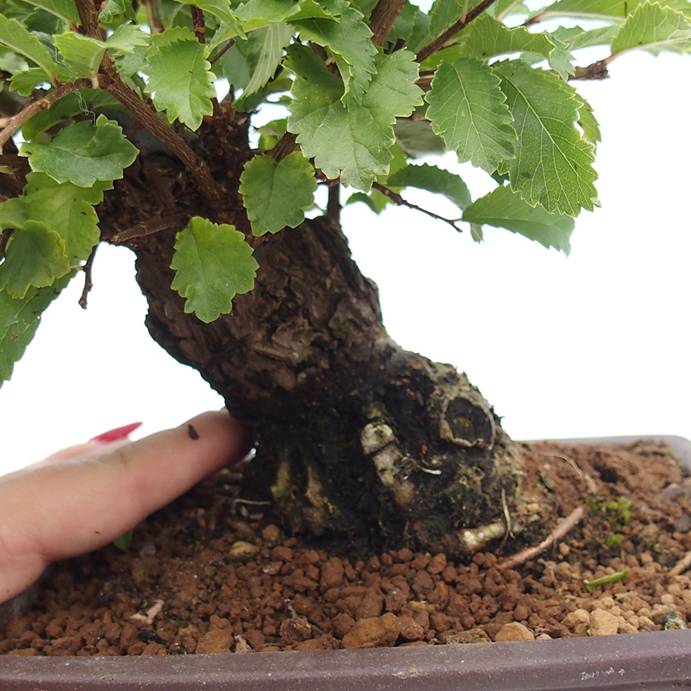 Venkovní bonsai - Zelkova - Zelkova NIRE