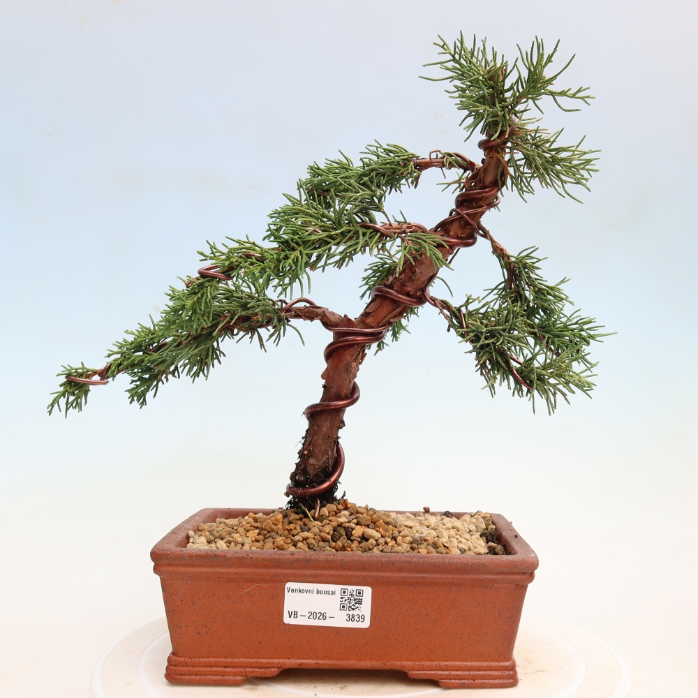 Venkovní bonsai - Juniperus chinensis Kishu -Jalovec čínský