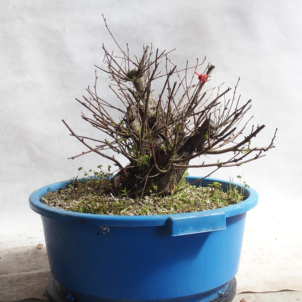 Venkovní bonsai -Mahalebka - Prunus mahaleb