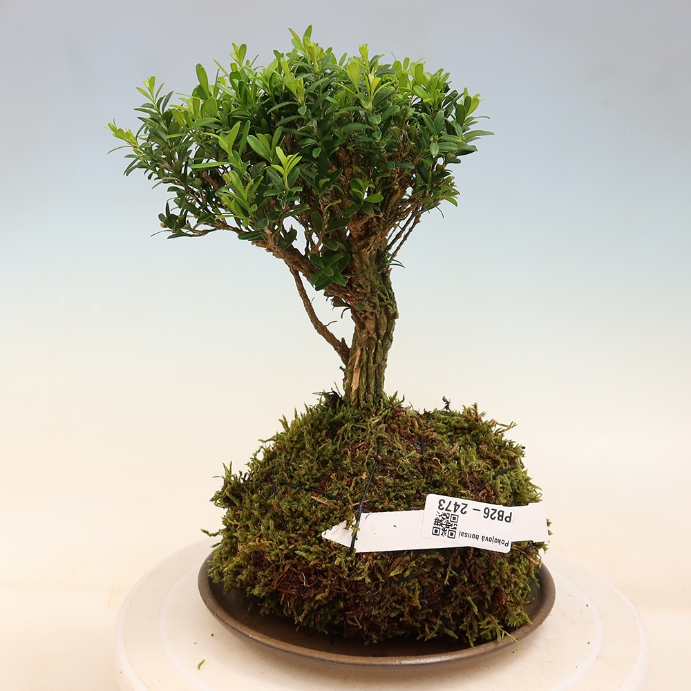 Kokedama s podmiskou - Buxus harlandii -korkový buxus
