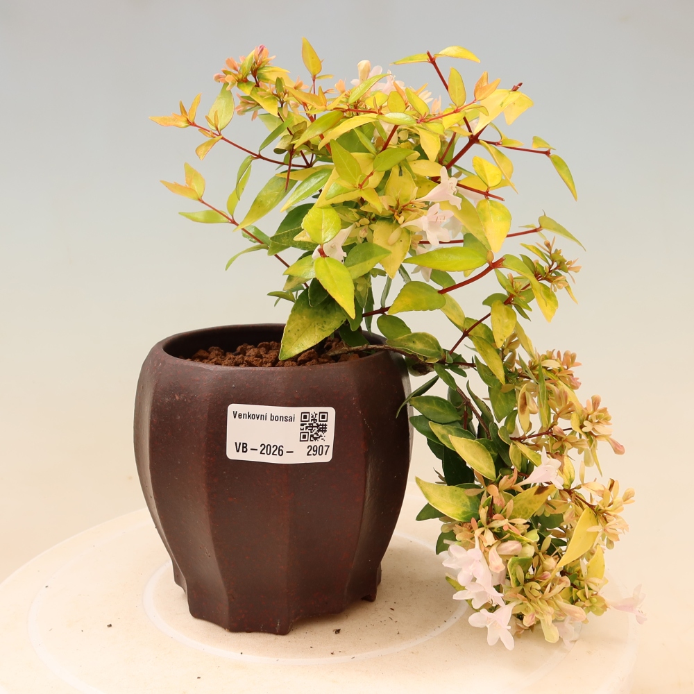 Venkovní bonsai - Abelia gr. Kleidoscope - Abélie velkokvětá
